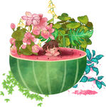 西瓜花藤