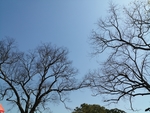 树枝