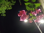 蔷薇花