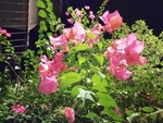 蔷薇