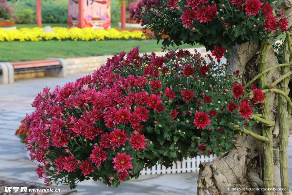 菊花