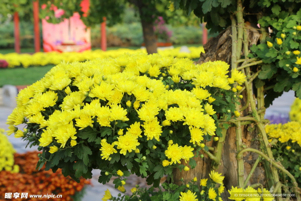 菊花