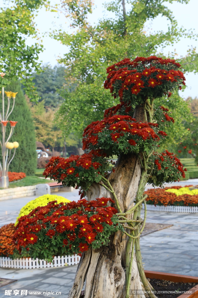 菊花