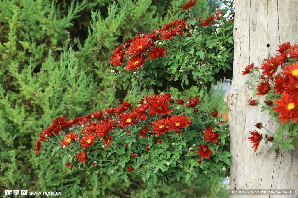 菊花
