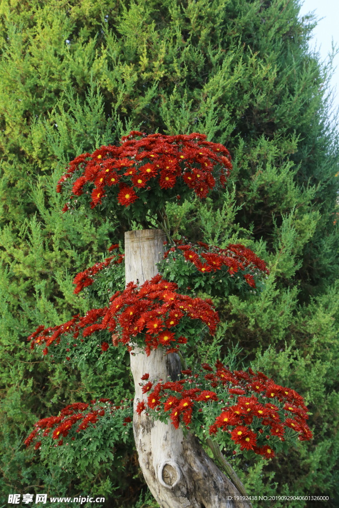 菊花