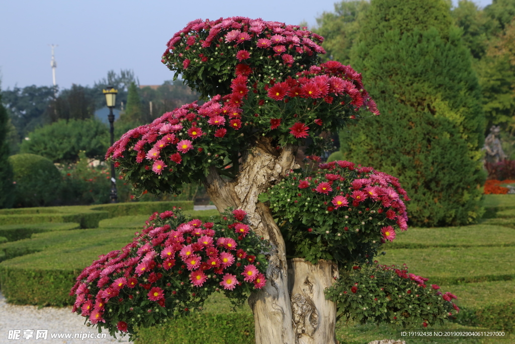 菊花