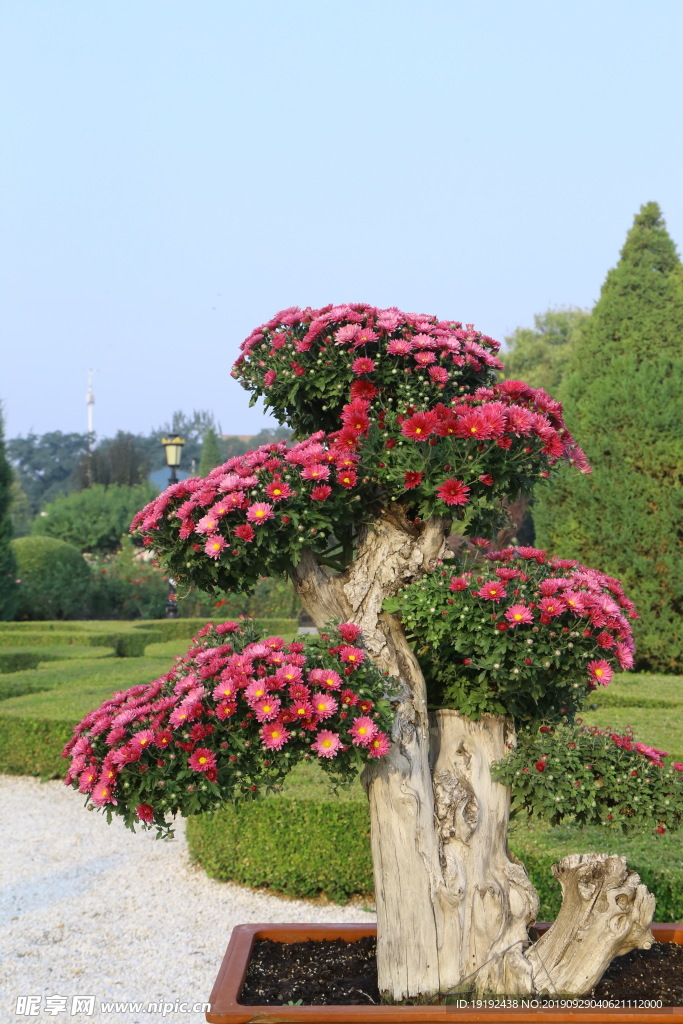 菊花