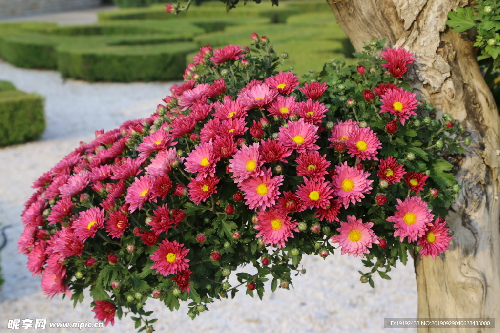 菊花
