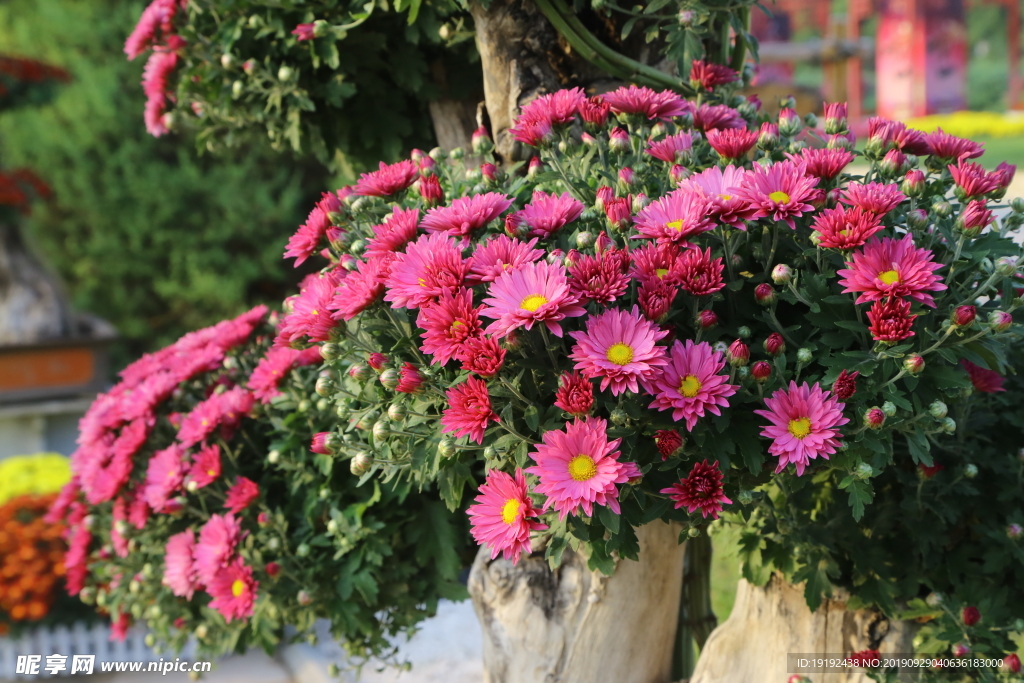 菊花
