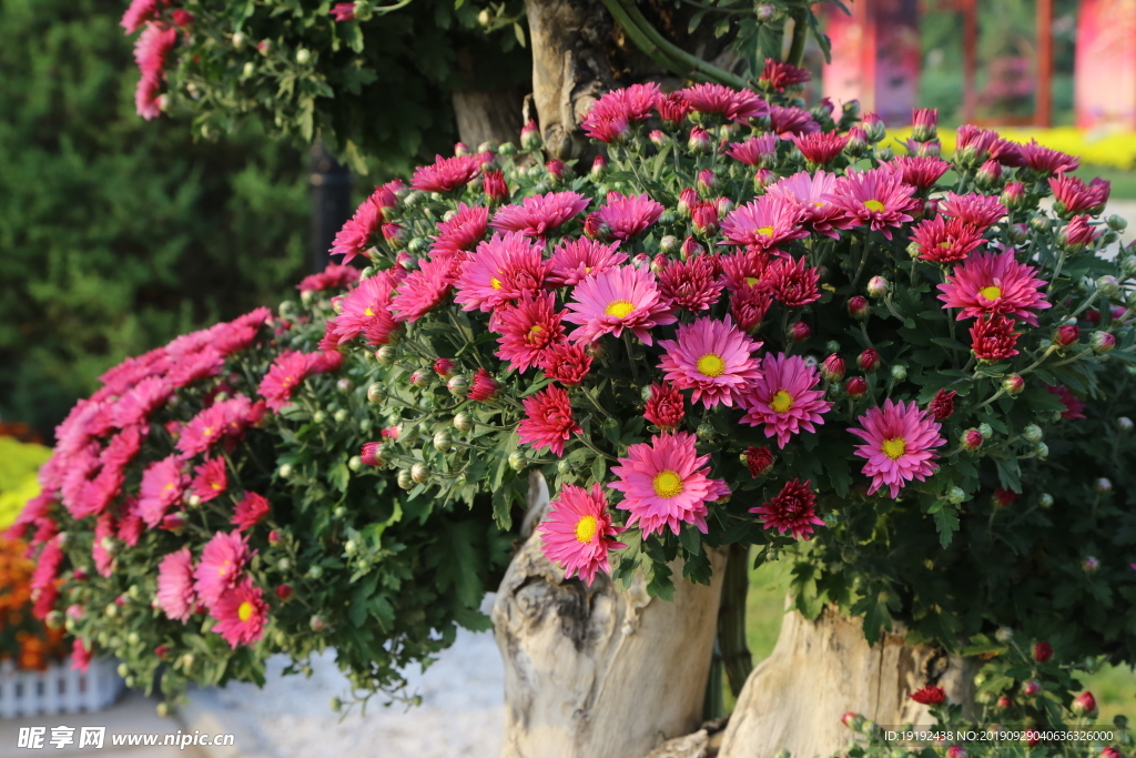 菊花