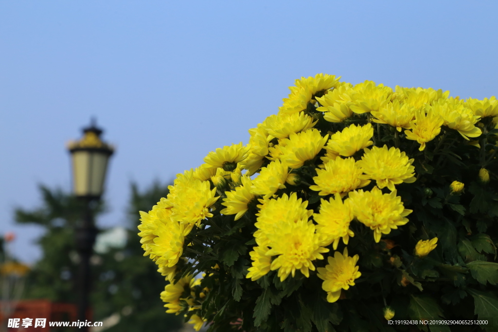 菊花