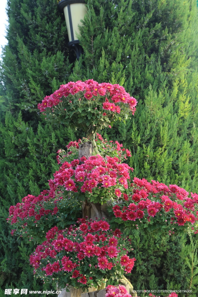 菊花