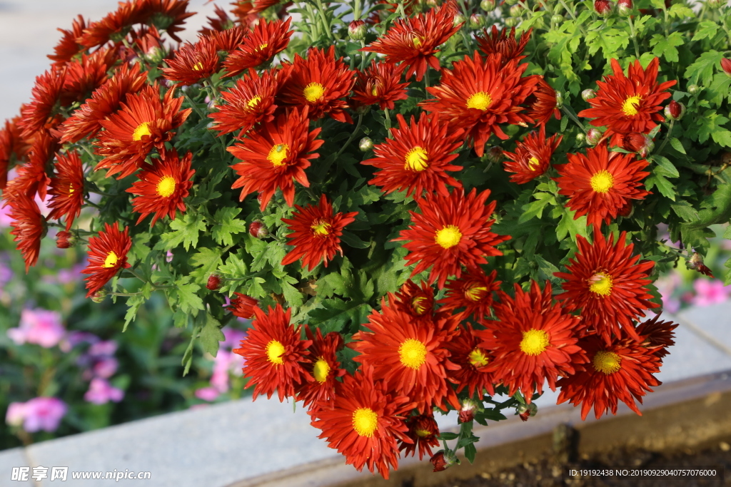菊花