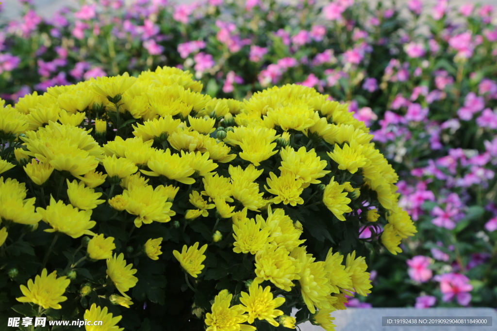 菊花