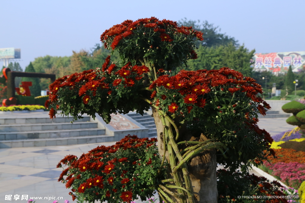 菊花