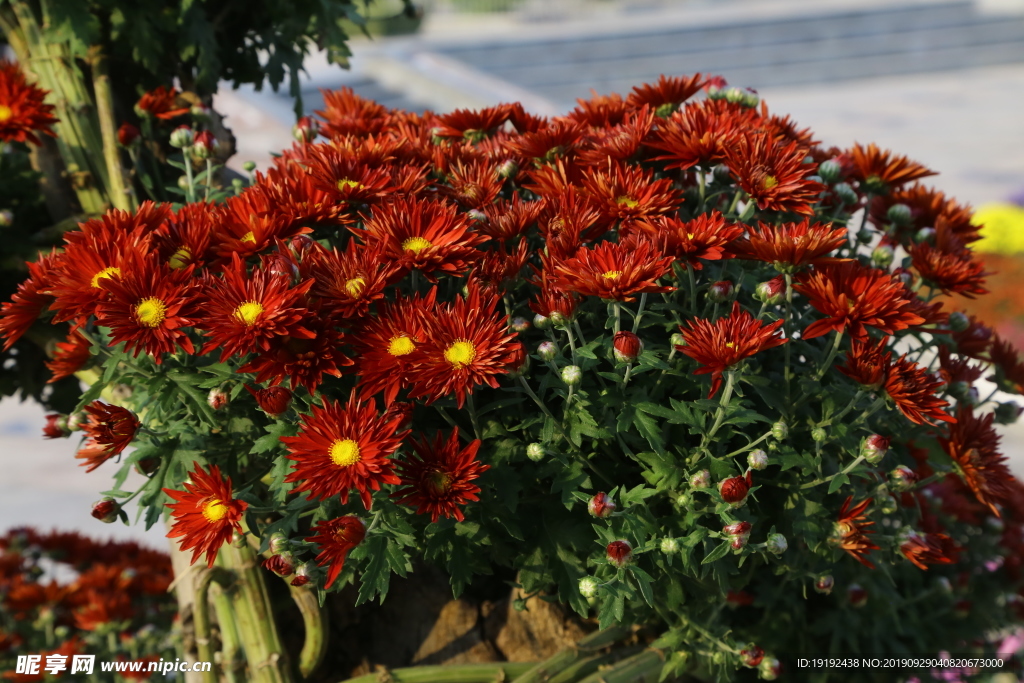 菊花