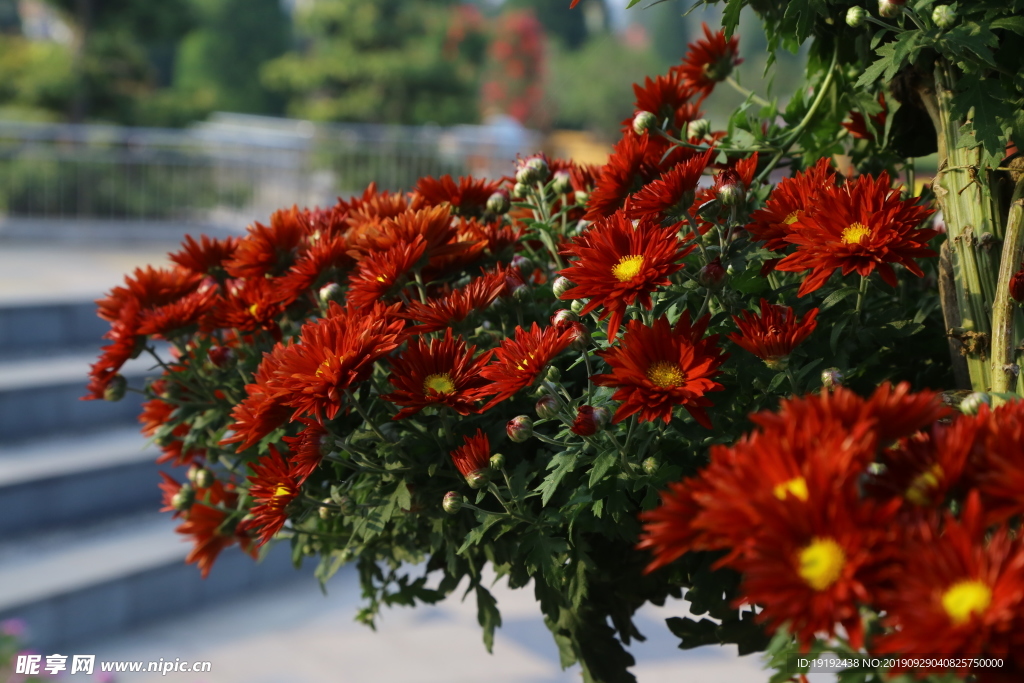 菊花