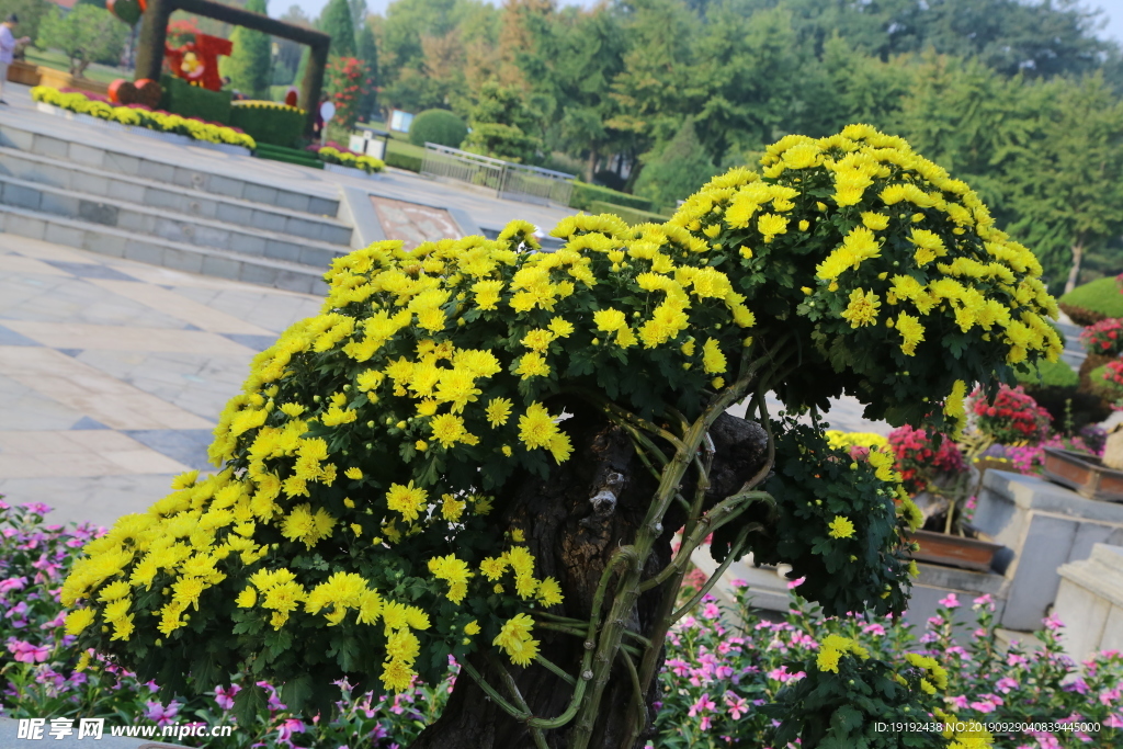 菊花