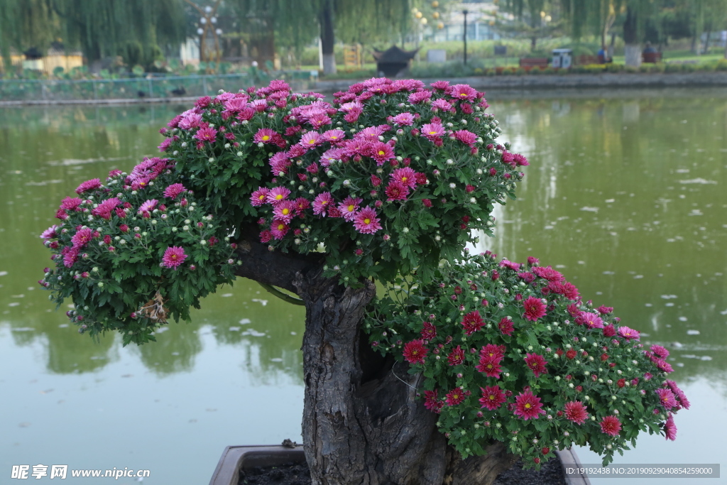 菊花