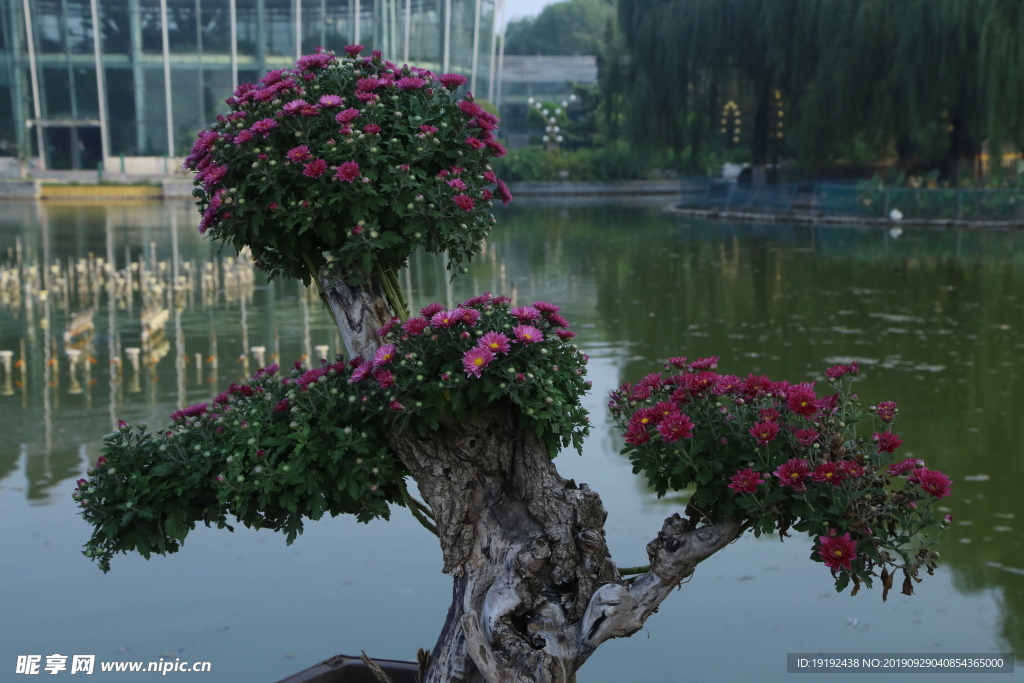 菊花