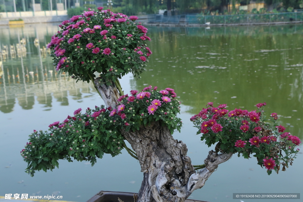 菊花