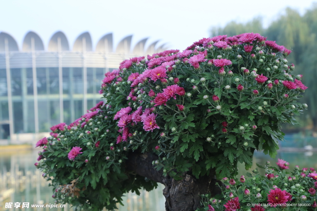 菊花