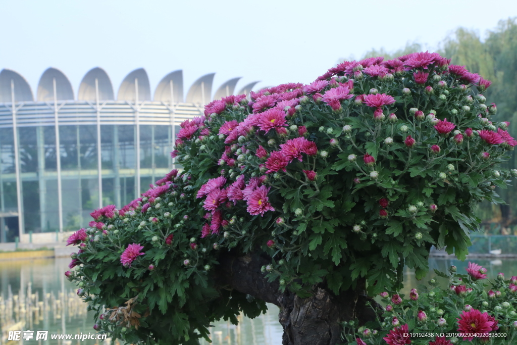 菊花
