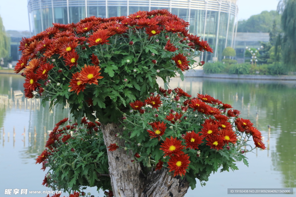 菊花