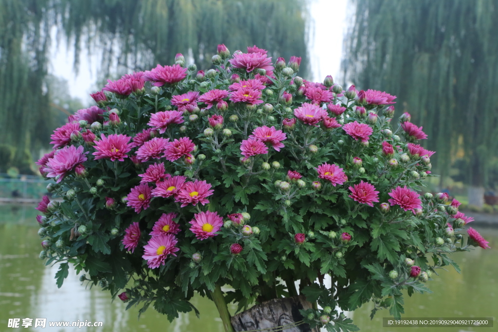 菊花
