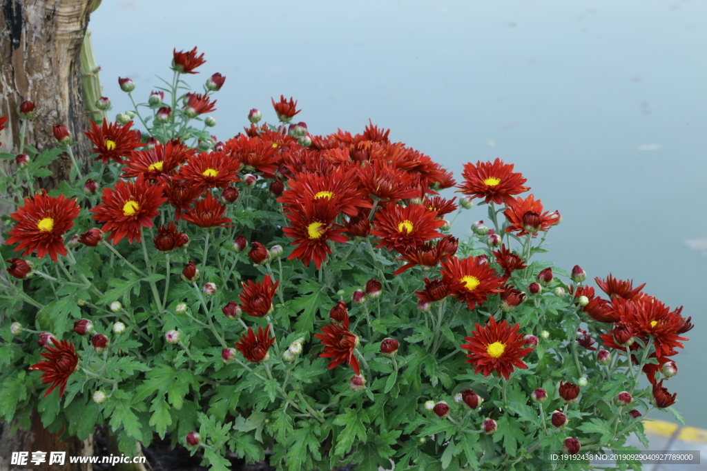菊花