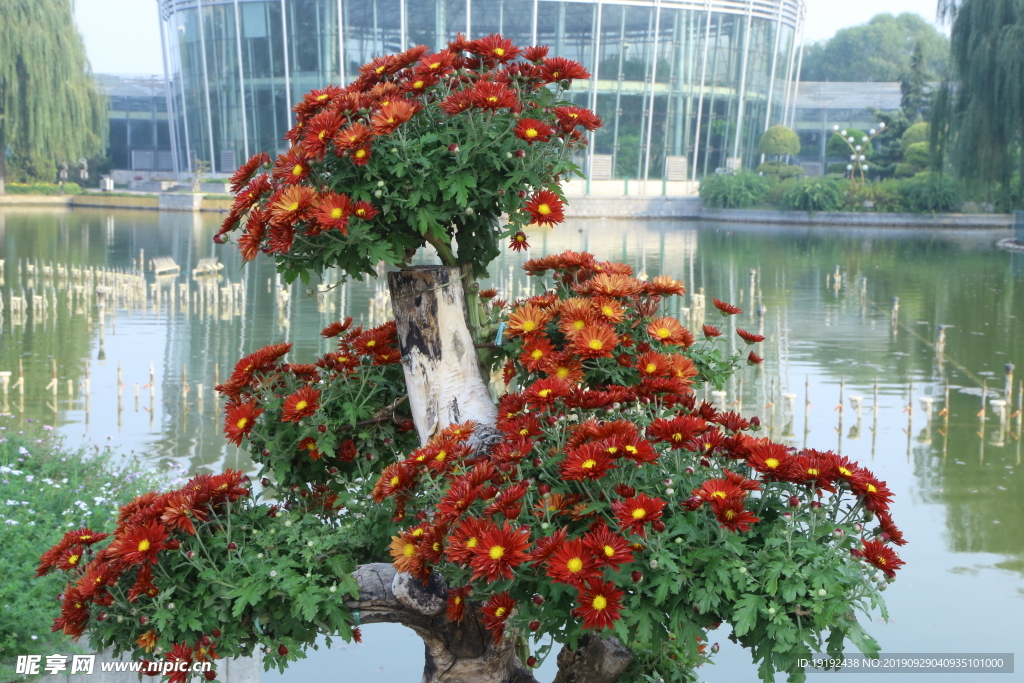 菊花