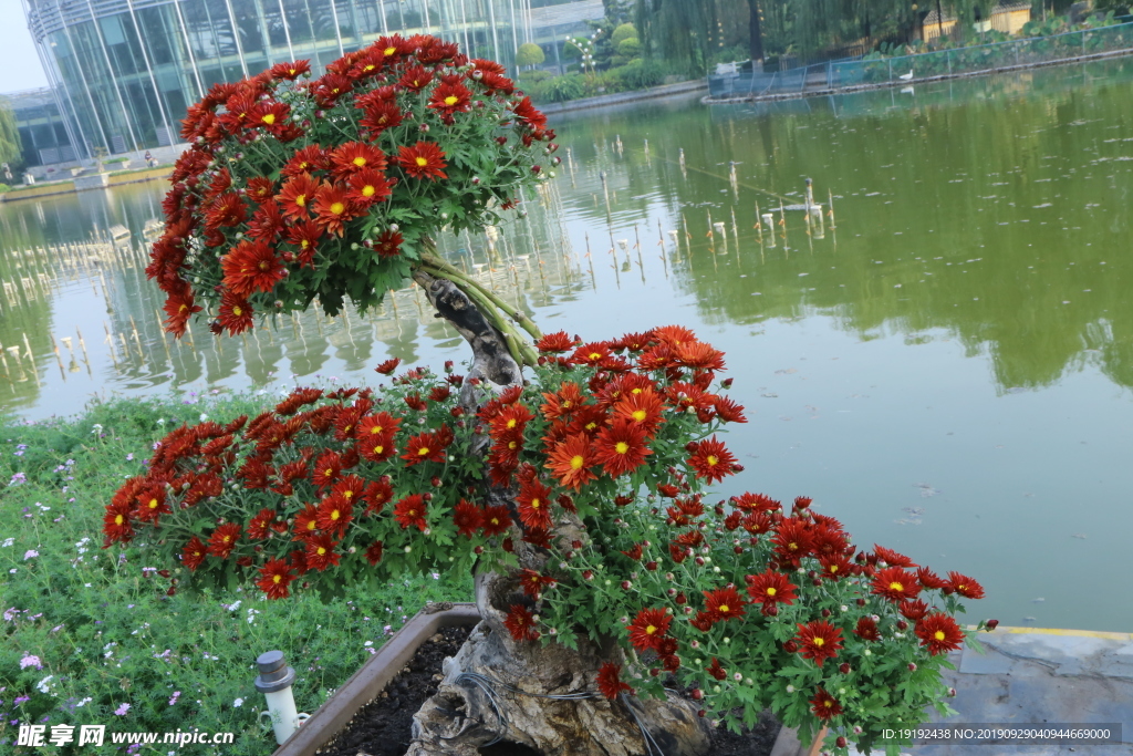 菊花