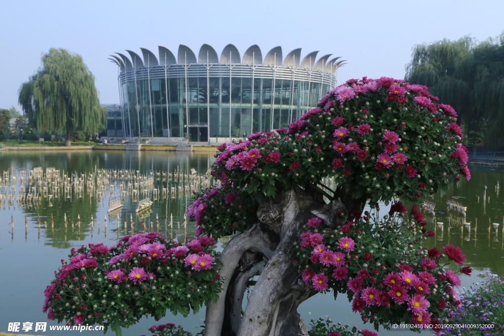菊花
