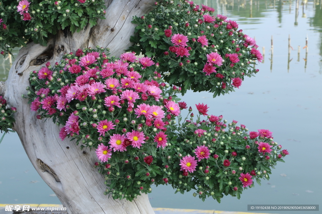 菊花