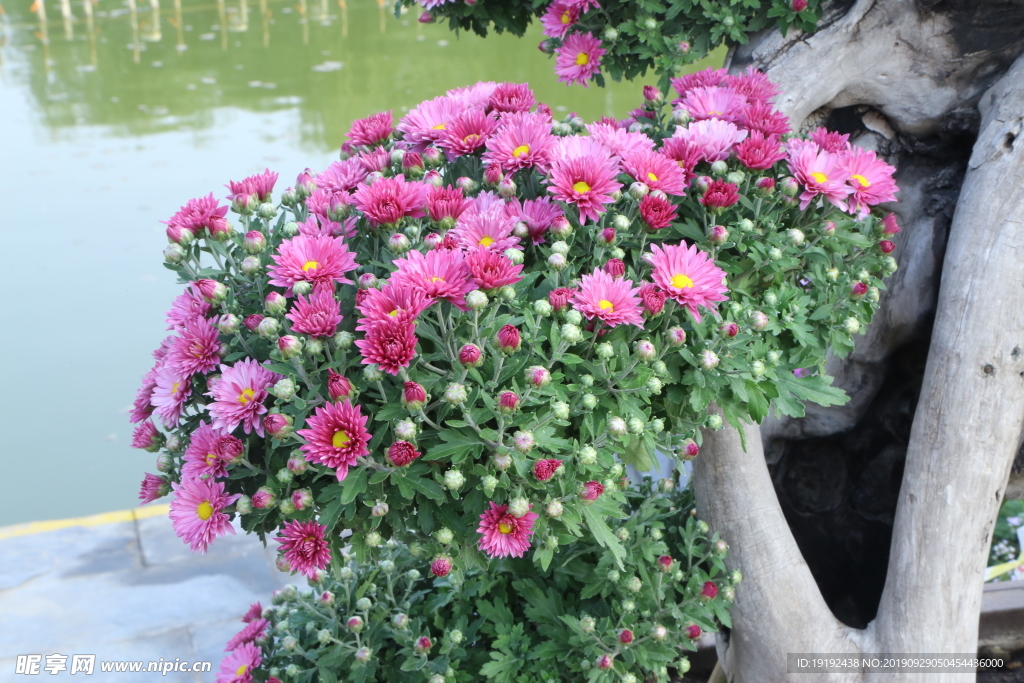 菊花