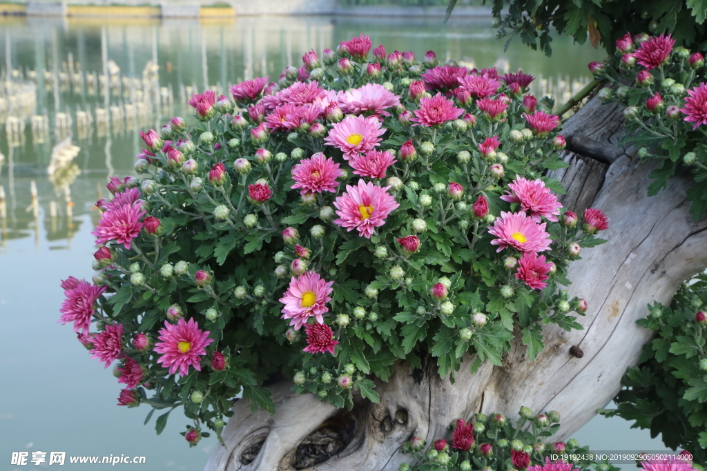 菊花