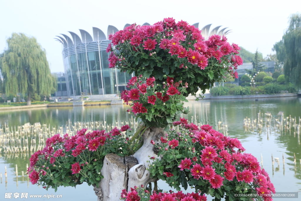菊花