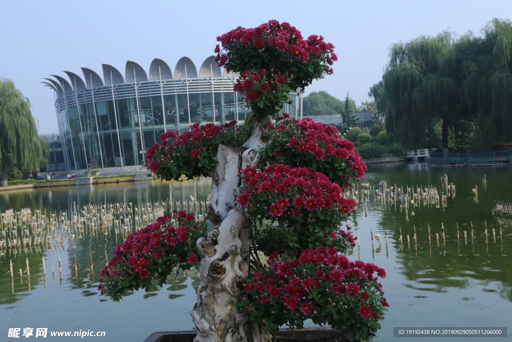 菊花