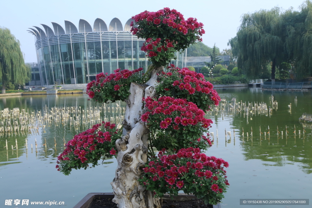 菊花