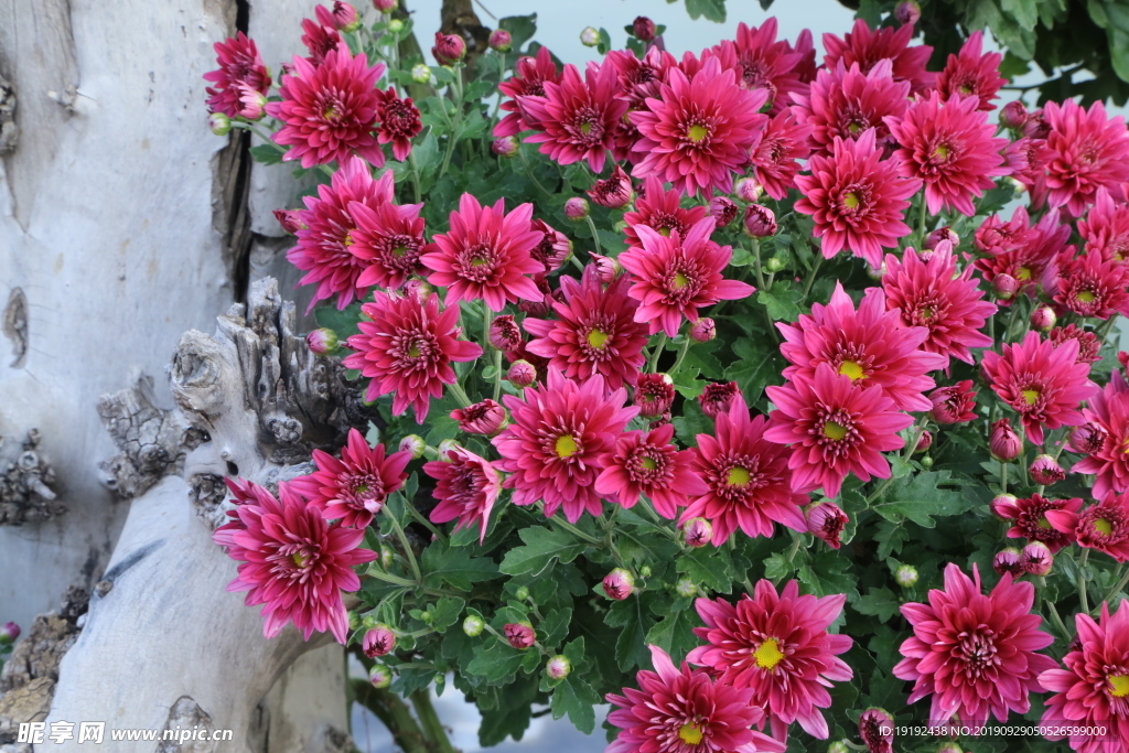菊花