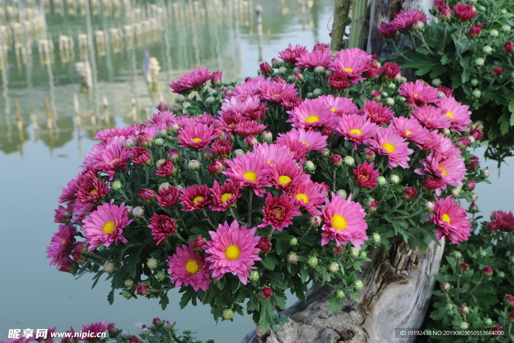 菊花