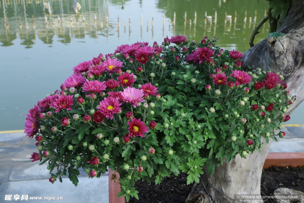 菊花
