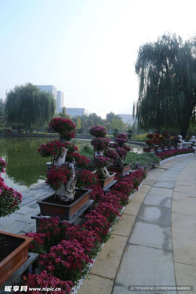 菊花