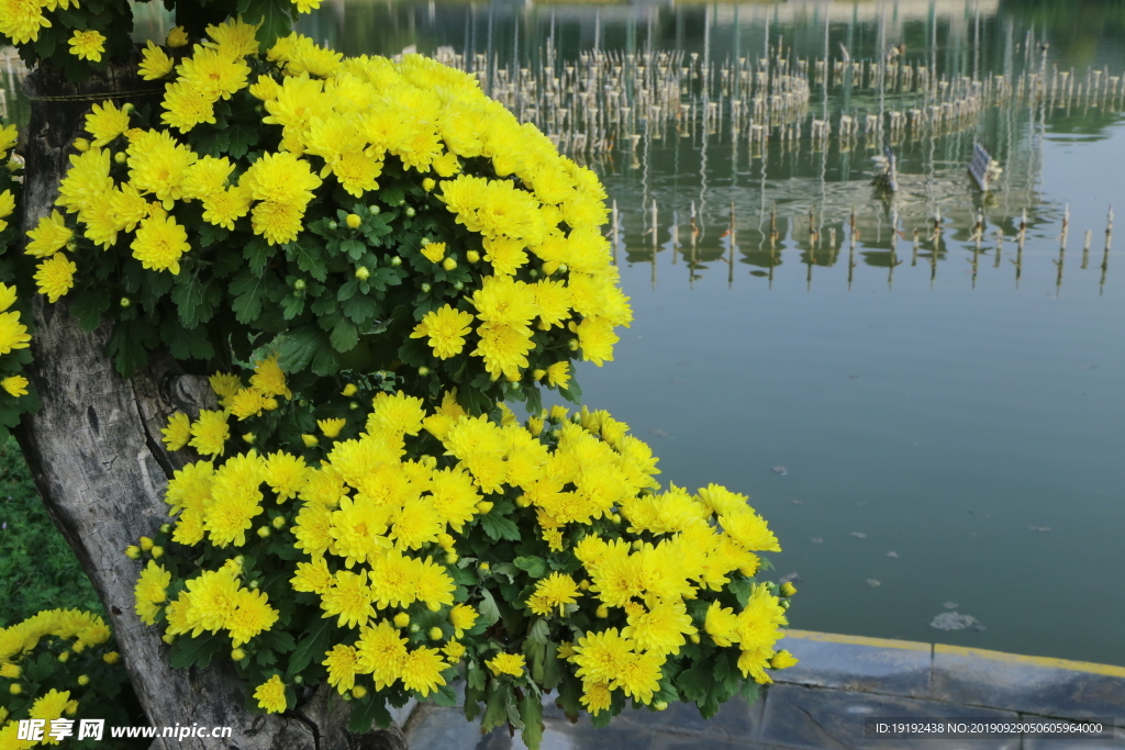 菊花