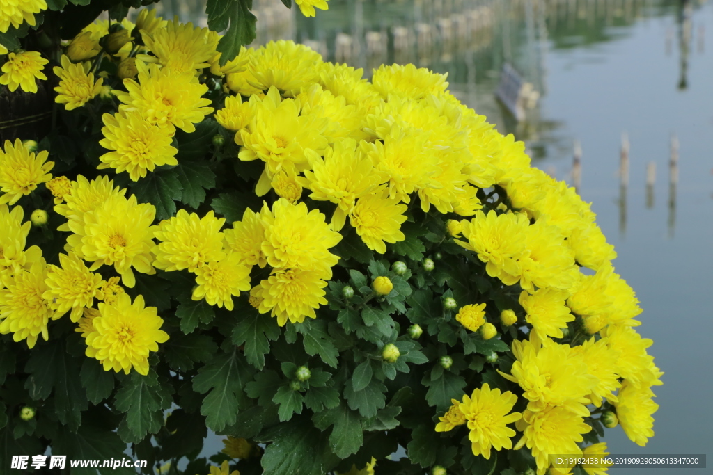 菊花