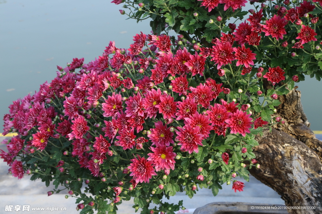 菊花