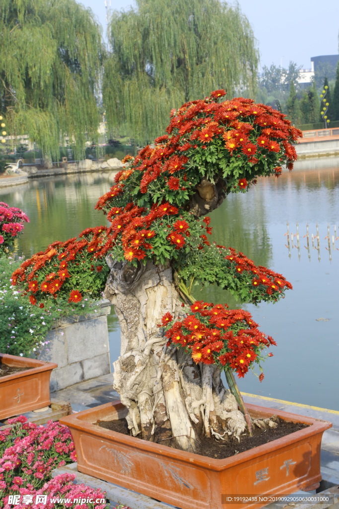 菊花