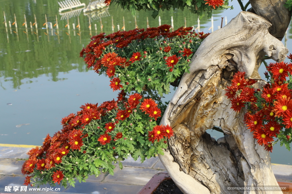 菊花
