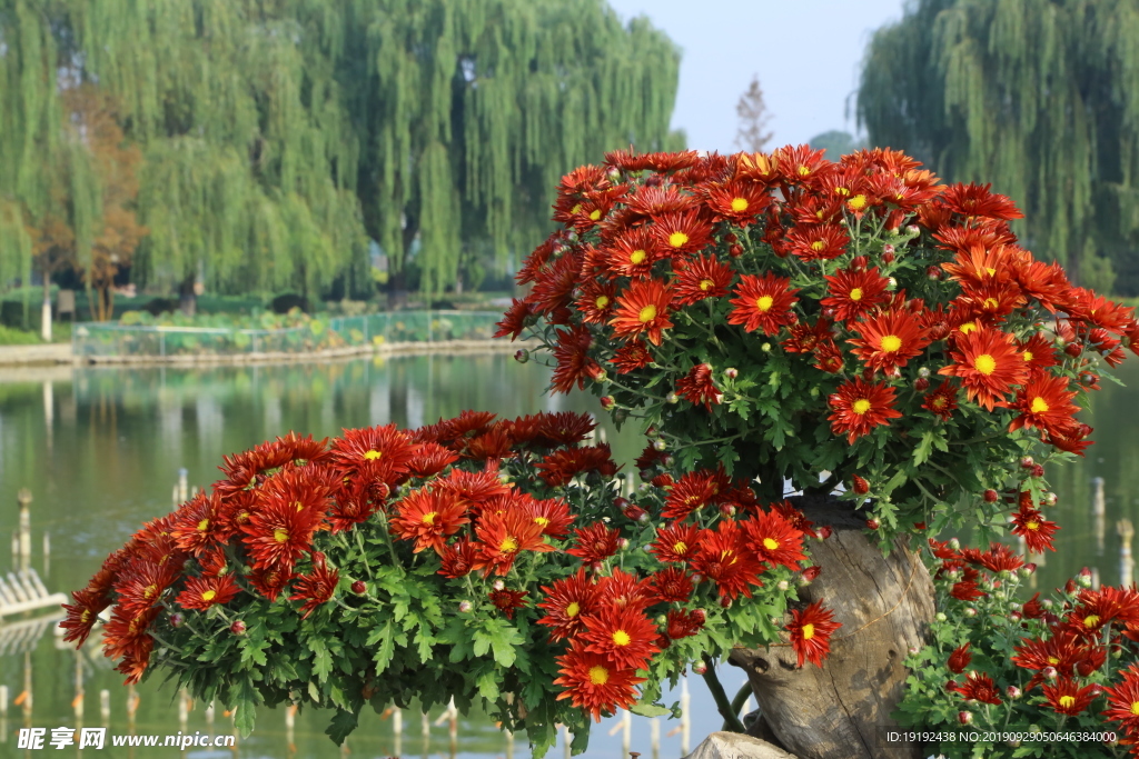 菊花