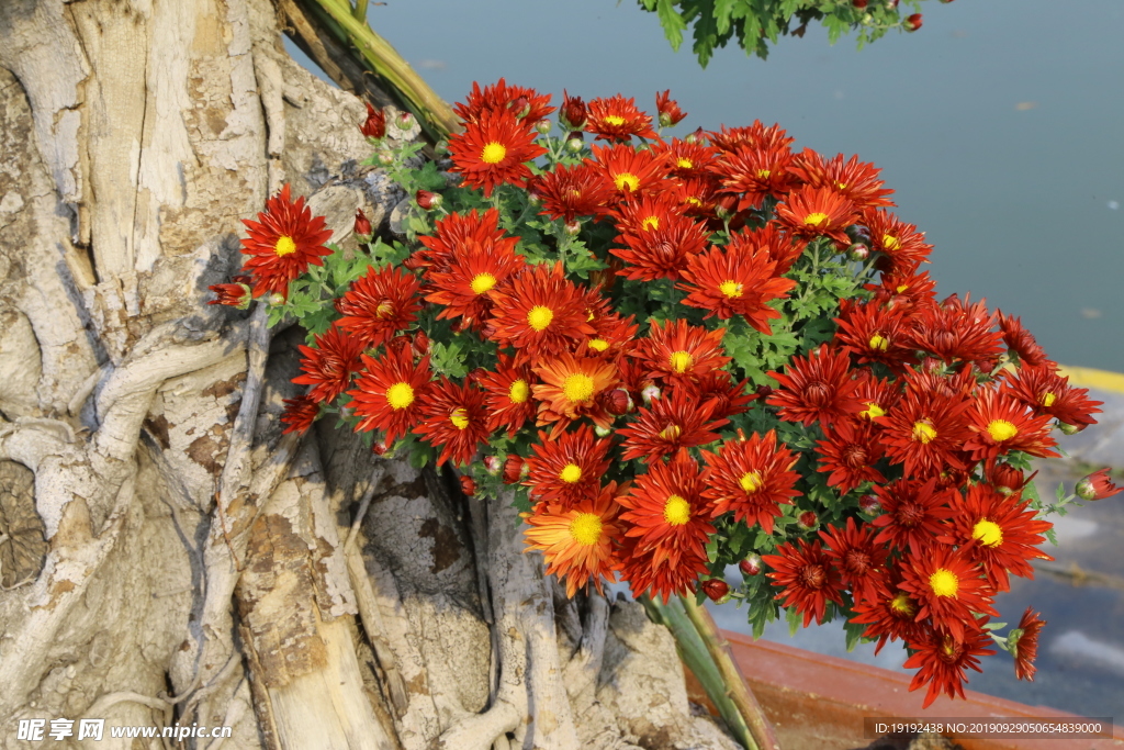 菊花